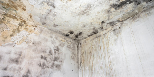 Rehabilitación y Restauración de Fachadas Azuébar · Pintura Antihumedad / Antimoho para Humedades / Moho